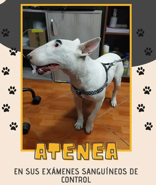 Atenea, perrita bull terrier blanca, de pie en la clínica