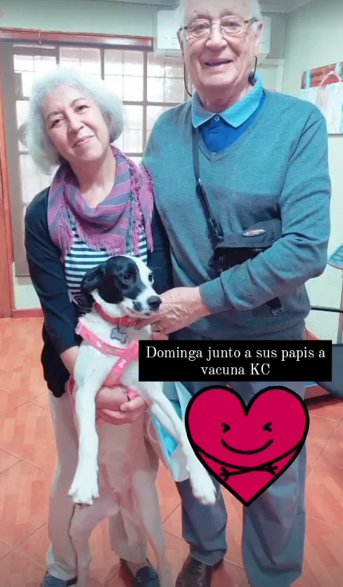 Dominga, perrita blanca con manchas negras, junto a su familia en la clínica