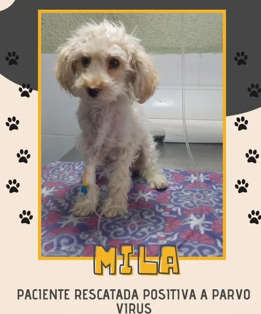 Mila, perrita de pelo crespo color crema, sentada sobre una manta durante su atención